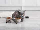 Votre chat ne mange pas? – Animalerie en ligne