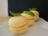 Macarons Citron-Basilic