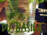 Comment faire pousser du basilic à l'intérieur