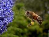 L'abeille qui reste au nid n'amasse pas de miel