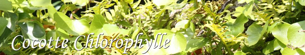 Recettes de Cocotte Chlorophylle