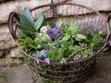 Herbes de Provence : Cueillette/Conservation