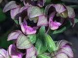 Orchidées sauvages en Provence & environs