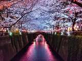 Fleurs de Cerisiers – Sakura