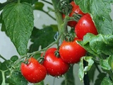 10 étapes pour obtenir jusqu’à 35 kg de tomates de chaque plante que vous cultivez
