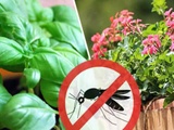 12 plantes qui font fuir les insectes