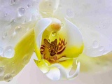 4 secrets à connaitre pour faire fleurir de belles orchidées à la maison