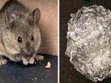 Comment empêcher les souris d’entrer dans sa maison
