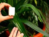 Meilleure et la plus propre technique pour éliminer la cochenille qui ravage tes plantes