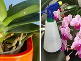 Orchidées – 5 techniques Simples mais Efficaces Pour Les faire Renaître
