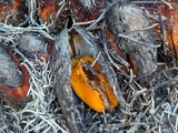 Eclade de moules