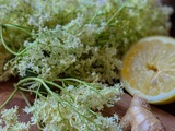 Sirop cru de fleur de sureau