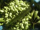 Comment préparer les fèves fraîches