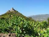 L’appellation Fitou, au top du Languedoc