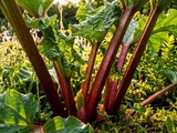 Tout savoir sur la culture et les bienfaits de la rhubarbe