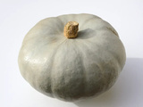 Courge crown prince
