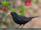 Faute de grives, on mange des merles