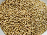 Grains d’orge perlé et d’orge mondé