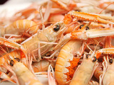 Langoustine en cuisine