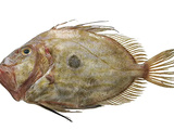 Saint-Pierre : l’essentiel pour cuisiner ce poisson