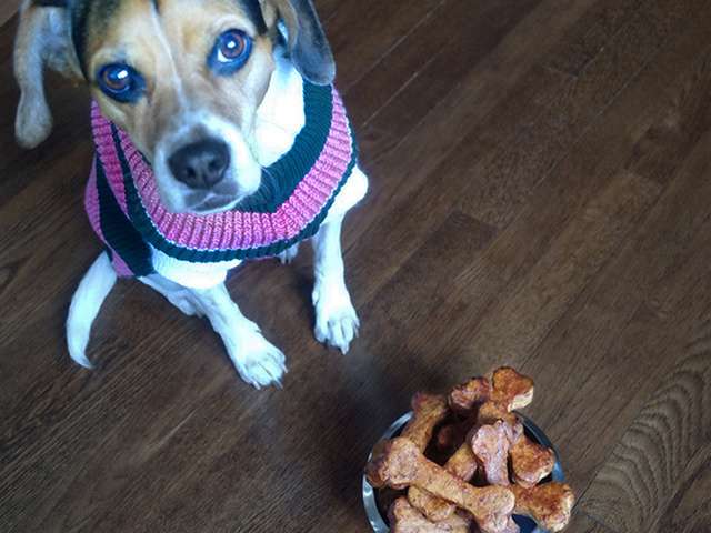 Recettes De Biscuits Et Chien