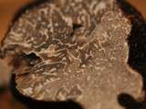 Truffe noire de Provence : Tuber melanosporum