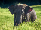 Journée avec les éléphants en Thaïlande