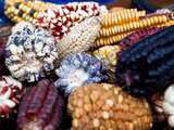 Pérou et maïs, une histoire qui dure