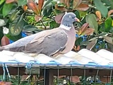 Pigeon pas comme les autres