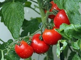 Comment peler les tomates