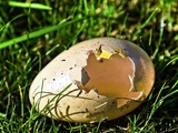 Manger un œuf cru, est-ce sans danger