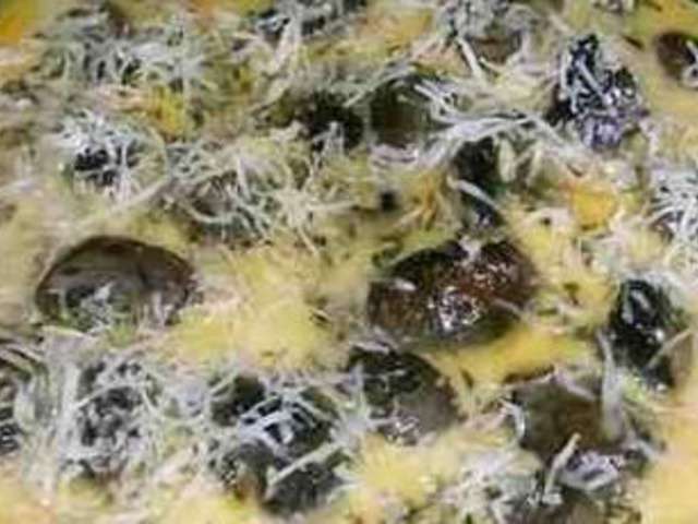 Recettes d'Omelette aux champignons et Paris