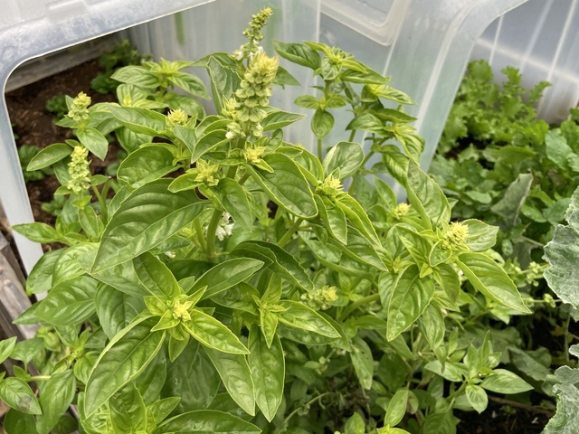 Recettes de Basilic de Cuisiner à ma façon