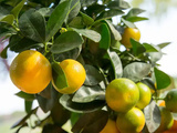 Calamansi, calamondin : le citron philippins