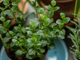 Quelles fleurs et herbes utiliser pour assaisonner ses plats