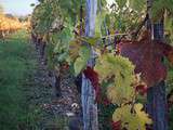 L'automne dans les vignes d'Aquitaine