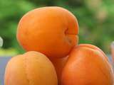 Abricots du rousillon