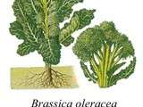 Légumes : Brocoli