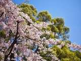 Cerisiers en fleurs au Japon - Ohanami, c'est fini