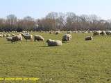 Moutons du Kent et sauté d'agneau, wakamé et chou chinois