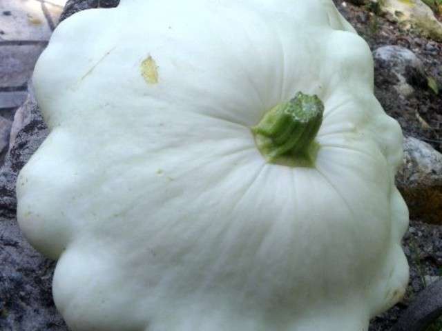 Les Meilleures Recettes de Pâtisson et Gratins