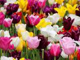 Tulipes, la tendance est aux tons pastels