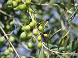 4 raisons pour recourir à une huile d’olive en cuisine