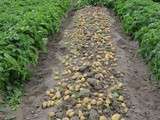 Pommes de terre de Noirmoutier (part 2)