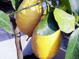 Citronnier et les citrons : entretien,culture et utilisations