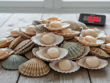Combien de noix dans 10 kg de coquilles Saint-Jacques ? Découvrez le nombre exact