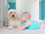 Relation entre votre enfant et votre animal de compagnie