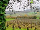 Découvrir les vins du Jura
