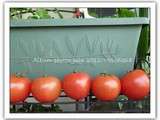 Trucs et astuces pour les tomates
