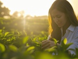 Pourquoi choisir un expert en tant que fournisseur de thé biologique pour votre commerce